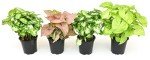 Indoor Syngonium Plant Kit - 4 Pack