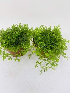 Frosty Fern Spike Moss - Easy to Grow 2.5