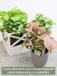 Indoor Syngonium Plant Kit - 4 Pack