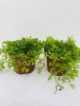 Frosty Fern Spike Moss - Easy to Grow 2.5
