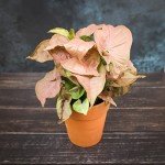 Indoor Syngonium Plant Kit - 4 Pack