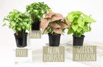 Indoor Syngonium Plant Kit - 4 Pack