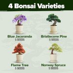 Bonsai Tree Growing Kit for Garden Lovers