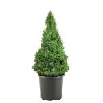 Dwarf Alberta Spruce Shrub - 1 Gallon Green