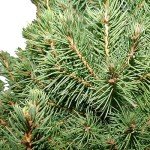 Dwarf Alberta Spruce Shrub - 1 Gallon Green