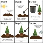 Dwarf Alberta Spruce Shrub - 1 Gallon Green