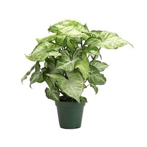 Thorsen's White Butterfly Arrowhead Indoor Plant