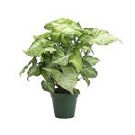 Thorsen's White Butterfly Arrowhead Indoor Plant