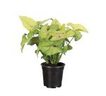 Thorsen's White Butterfly Arrowhead Indoor Plant