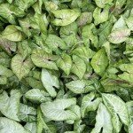 Thorsen's White Butterfly Arrowhead Indoor Plant