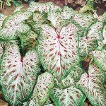 Dwarf Gingerland Caladium - White and Red Foliage