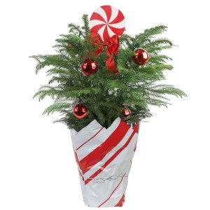 Freshly Decorated 18-20 Inch Live Christmas Tree