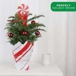 Freshly Decorated 18-20 Inch Live Christmas Tree