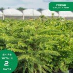 Freshly Decorated 18-20 Inch Live Christmas Tree