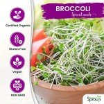 Organic Broccoli Sprout Seeds for Healthy Growth