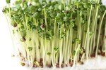Organic Broccoli Sprout Seeds for Healthy Growth