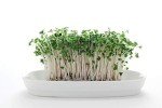 Organic Broccoli Sprout Seeds for Healthy Growth
