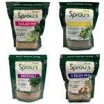 Organic Broccoli Sprout Seeds for Healthy Growth