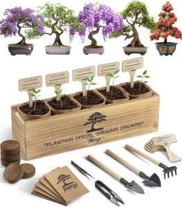 AVERGO Bonsai Tree Kit – Grow 5 Unique Varieties