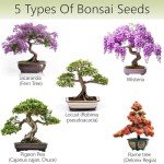 AVERGO Bonsai Tree Kit – Grow 5 Unique Varieties