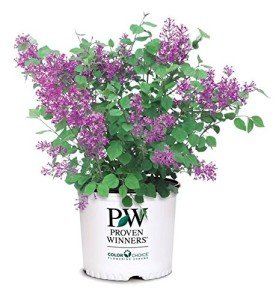Bloomerang Dark Purple Lilac Shrub - 3" Container
