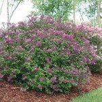 Bloomerang Dark Purple Lilac Shrub - 3" Container