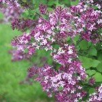 Bloomerang Dark Purple Lilac Shrub - 3" Container