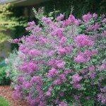 Bloomerang Dark Purple Lilac Shrub - 3" Container