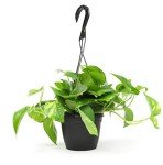 Golden Pothos Plant in Hanging Planter Pot