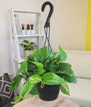 Golden Pothos Plant in Hanging Planter Pot