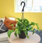Golden Pothos Plant in Hanging Planter Pot