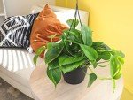 Golden Pothos Plant in Hanging Planter Pot