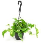 Golden Pothos Plant in Hanging Planter Pot