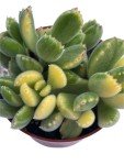 Variegated Bear's Paw Succulent - Unique Live Plant