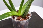 3-Pack 8-Inch Clear Orchid Pots with Drainage