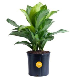 Aglaonema Chinese Evergreen Indoor Plant, 30-Inch