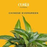 Aglaonema Chinese Evergreen Indoor Plant, 30-Inch