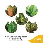 Aglaonema Chinese Evergreen Indoor Plant, 30-Inch