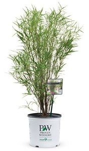 Live Fine Line Buckthorn Shrub - 1 Gallon