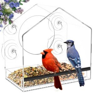 Squirrel-Proof Acrylic Window Bird Feeder with Suction Cups