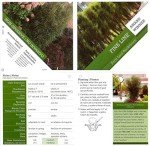 Live Fine Line Buckthorn Shrub - 1 Gallon