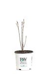 Live Fine Line Buckthorn Shrub - 1 Gallon