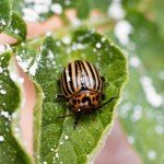 Natural Insect Killer with Diatomaceous Earth - 1 Pack