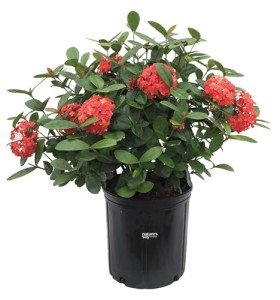 Maui Red Ixora Live Plant - Easy Care