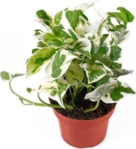 Tropical Pothos Pearls & Jade Plant in Pot