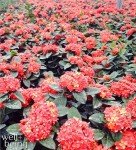 Maui Red Ixora Live Plant - Easy Care