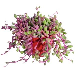 4" Ruby Necklace Plant - Live Succulent in Pot