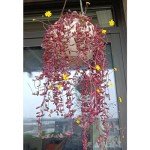 4" Ruby Necklace Plant - Live Succulent in Pot