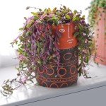 4" Ruby Necklace Plant - Live Succulent in Pot