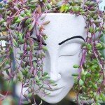 4" Ruby Necklace Plant - Live Succulent in Pot